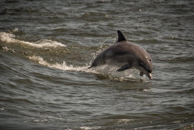 Whale and Dolphin Watching Cruise from Cape May - Why the live narration matters