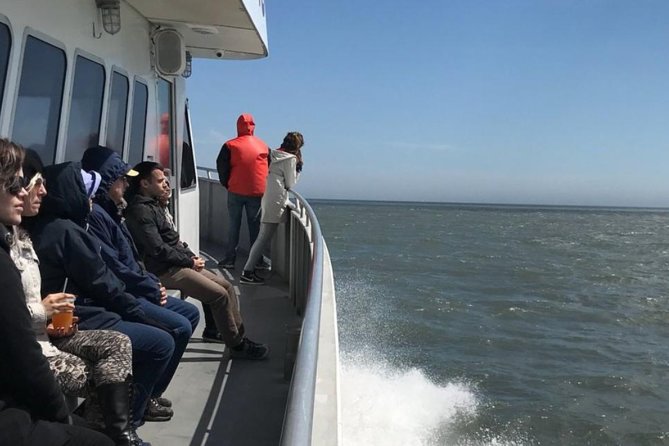 Whale and Dolphin Watching Cruise from Cape May - Dolphins are common, whales are not