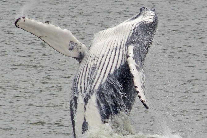 Whale and Dolphin Watching Cruise from Cape May - Motion, sea conditions, and comfort