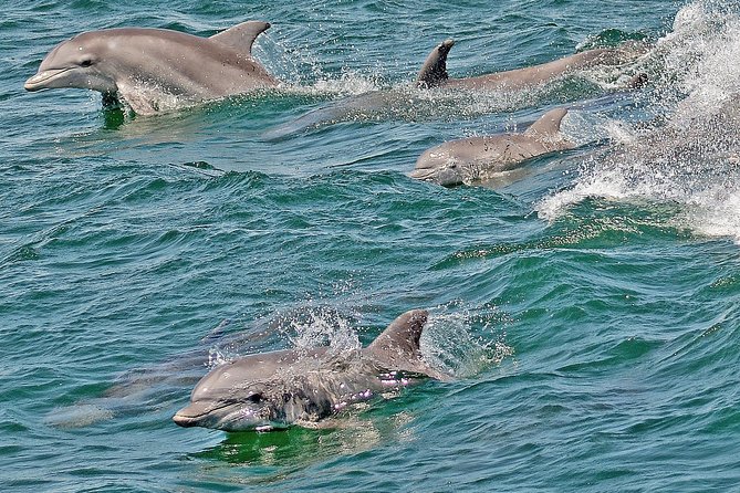 Whale and Dolphin Watching Cruise from Cape May - What the $45 fare delivers