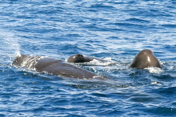 Whale and Dolphin Watching Cruise in St Lucia - Key points to know before booking