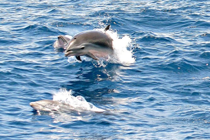 Whale and Dolphin Watching Cruise in St Lucia - Searching St Lucia’s offshore waters