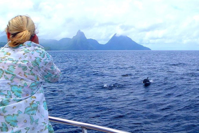 Whale and Dolphin Watching Cruise in St Lucia - When the search pays off