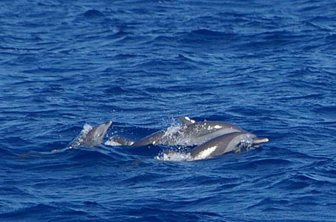 Whale and Dolphin Watching Cruise in St Lucia - Coastline views and the return to Castries