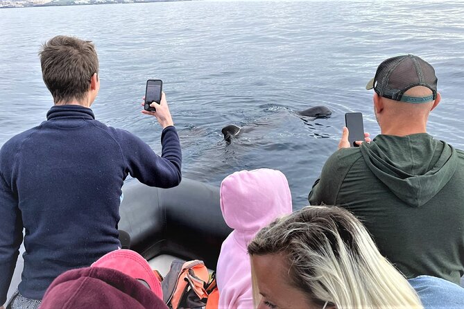 Whale and Dolphin Watching EcoAdventure in Tenerife - Searching for pilot whales and dolphins