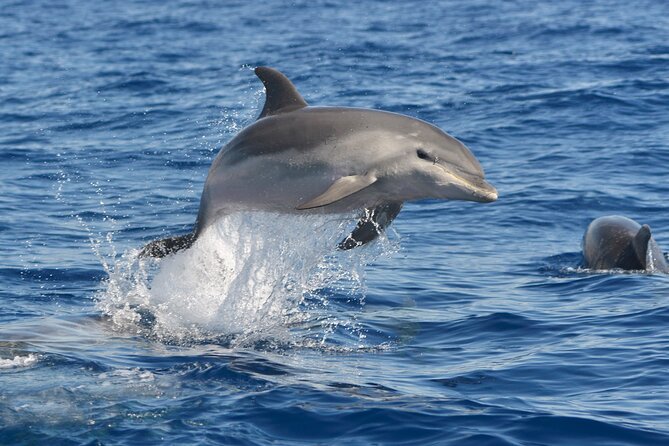 Whale and Dolphin Watching EcoAdventure in Tenerife - What the two-hour route feels like
