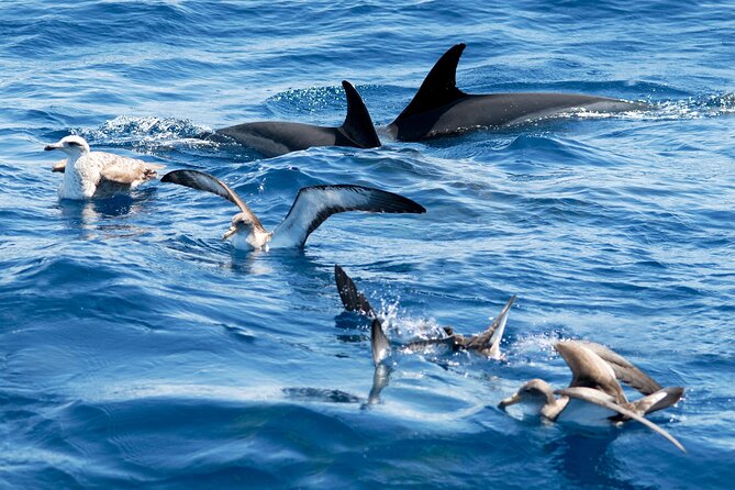 Whale and Dolphin Watching EcoAdventure in Tenerife - Is $65.17 a fair price?