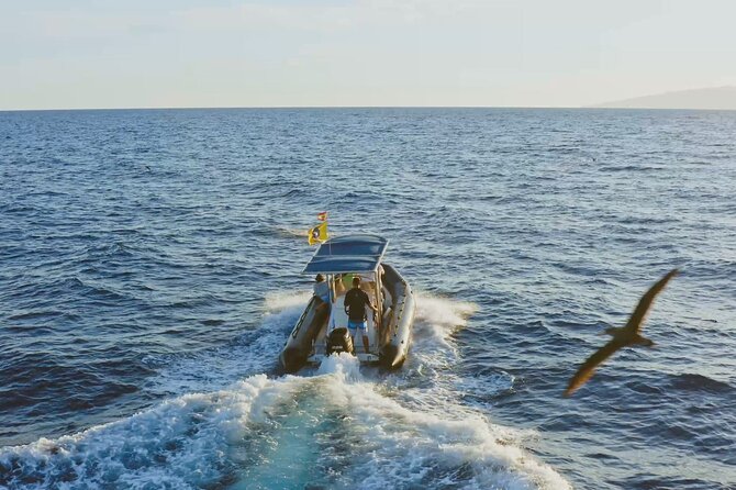 Whale and Dolphin Watching EcoAdventure in Tenerife - Listening to whales through the hydrophone