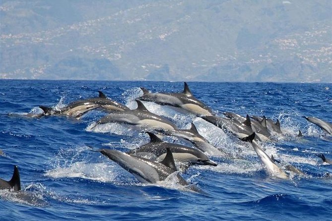 Whale and Dolphin Watching in Calheta, Madeira Island - Leaving Calheta Marina for the Atlantic