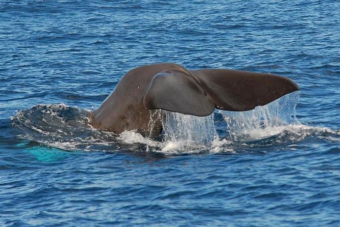 Whale and Dolphin Watching in Calheta, Madeira Island - How the land spotter improves your chances