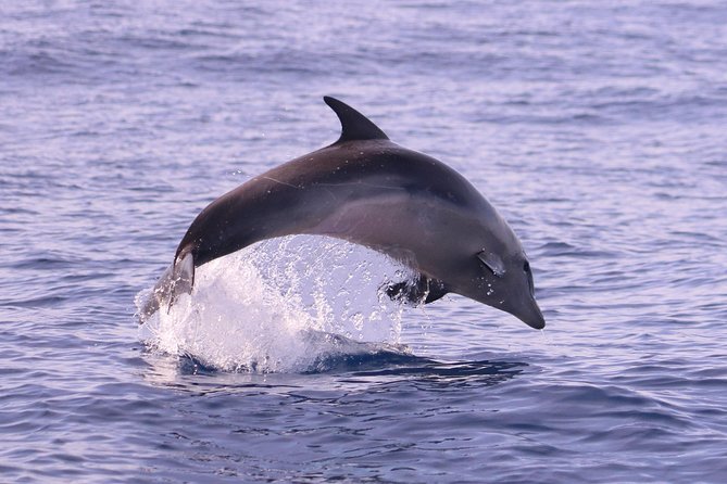 Whale and Dolphin Watching in Calheta, Madeira Island - The ride: fast, open, and not gentle