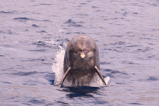 Whale and Dolphin Watching in Calheta, Madeira Island - Weather can change the plan