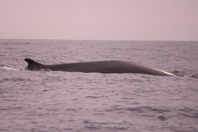 Whale and Dolphin Watching in Calheta, Madeira Island - Who should book this Calheta boat trip?