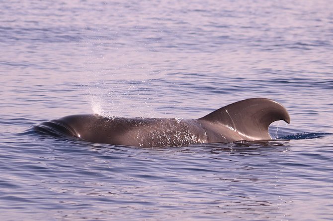 Whale and Dolphin Watching in Calheta, Madeira Island - Should you book H2O Madeira?