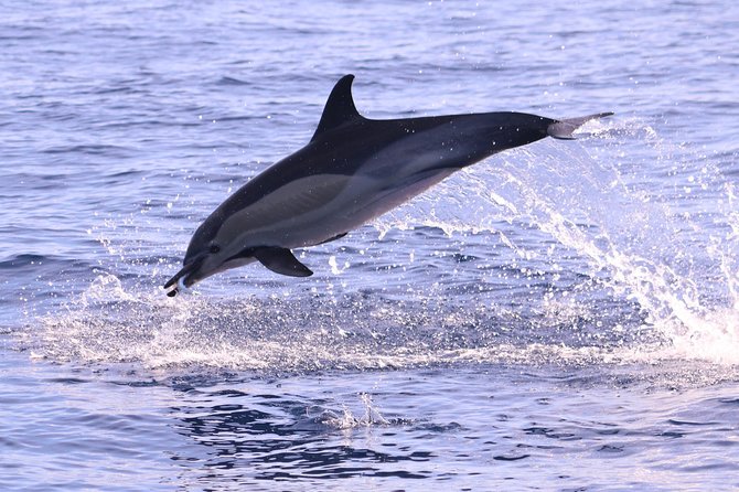 Whale and Dolphin Watching in Calheta, Madeira Island - A wildlife approach that puts distance first