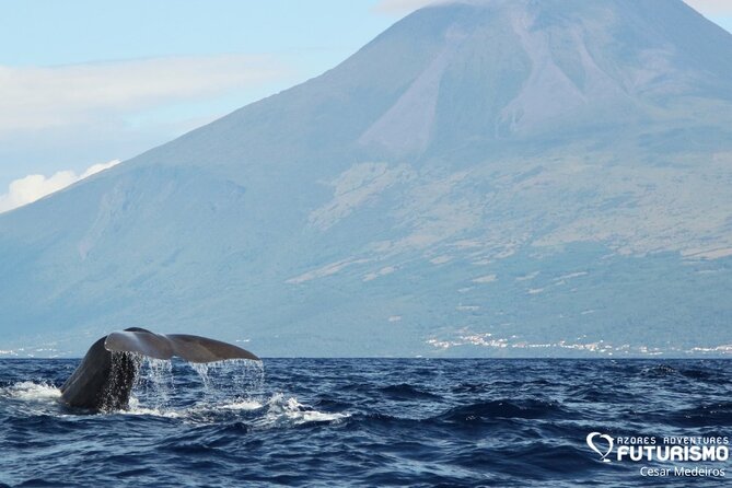 Whale and dolphin watching in Pico Island - Setting out from Lajes do Pico