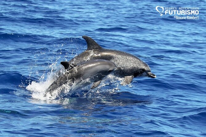 Whale and dolphin watching in Pico Island - Respectful watching and clear communication