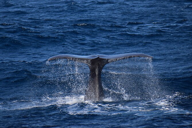 Whale and dolphin watching in Pico Island - Is $69.39 a fair price?