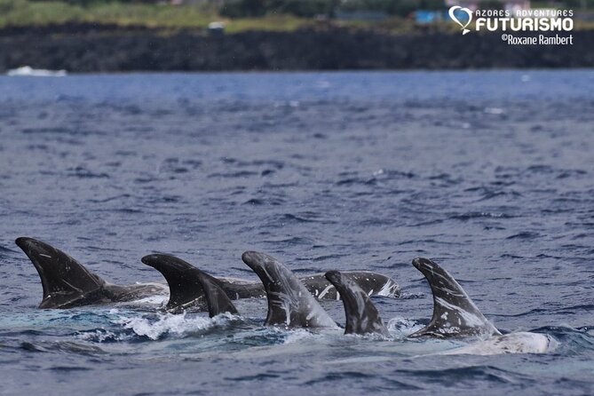 Whale and dolphin watching in Pico Island - Who will enjoy this outing most?