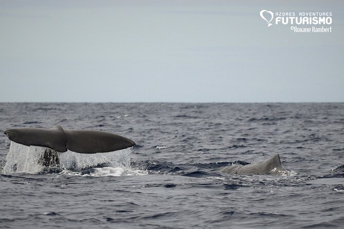 Whale and dolphin watching in Pico Island - Timing your booking on Pico Island