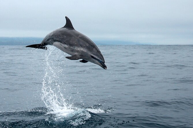Whale and dolphin watching in Pico Island - What to bring and how to prepare
