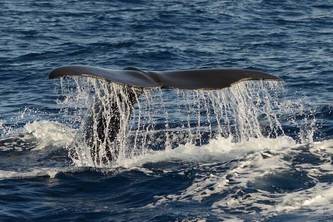 Whale and Dolphin Watching in Pico Island - Half Day - Key points to know before booking