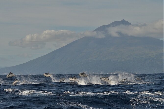 Whale and Dolphin Watching in Pico Island - Half Day - Leaving Lajes do Pico for open water
