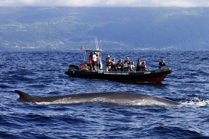 Whale and Dolphin Watching in Pico Island - Half Day - Who will enjoy this half-day trip?