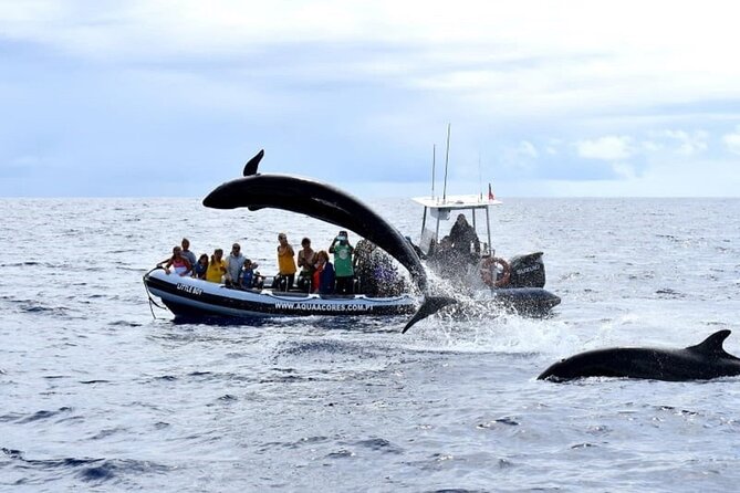 Whale and Dolphin Watching in Pico Island - Half Day - Booking, weather, and cancellation details
