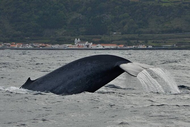 Whale and Dolphin Watching in Pico Island - Half Day - What the open Zodiac feels like