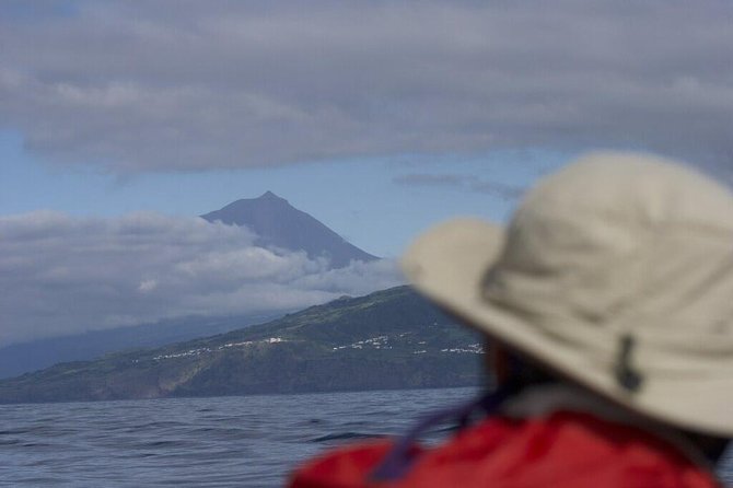 Whale and dolphin watching in Pico Island - What you might see among 28 species