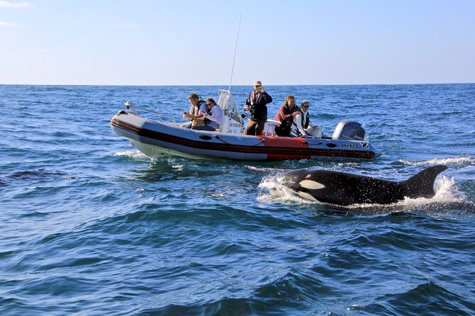 Whale and Dolphin Watching in San Diego - Key points to know before you book
