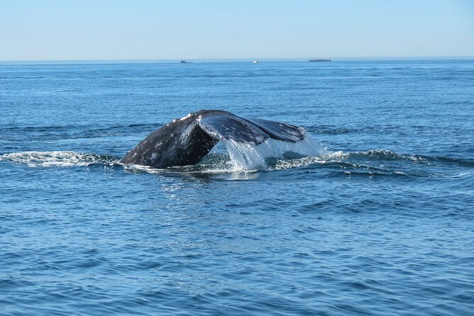 Whale and Dolphin Watching in San Diego - A five-person boat changes the whale-watching experience