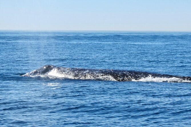 Whale and Dolphin Watching in San Diego - The first wildlife search: dolphins, birds, and sea lions