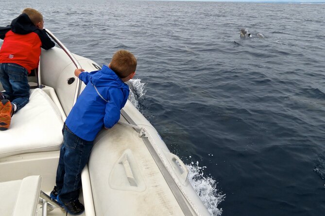 Whale and Dolphin Watching in San Diego - Finding whales depends on season, weather, and luck