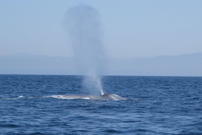 Whale and Dolphin Watching in San Diego - Captain Ray and Captain Alyssa shape the day
