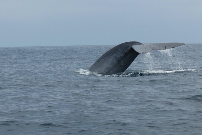 Whale and Dolphin Watching in San Diego - What the ride feels like in real conditions