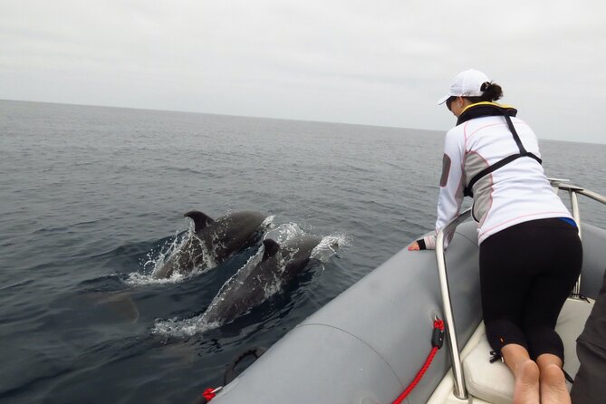 Whale and Dolphin Watching in San Diego - Booking, minimum numbers, and cancellation
