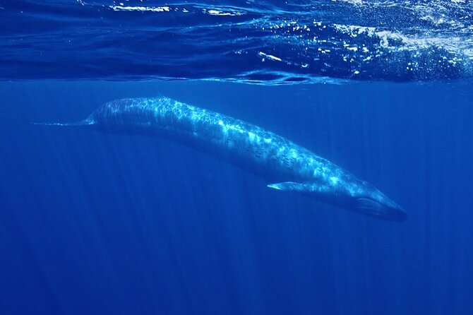 Whale and Dolphin Watching in San Diego Speedboat Tour - Key points at a glance