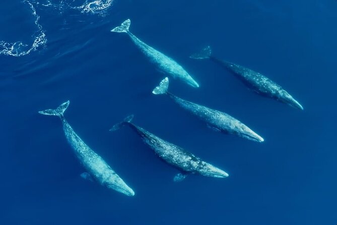 Whale and Dolphin Watching in San Diego Speedboat Tour - What you might see by season
