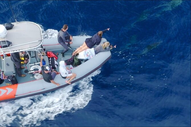 Whale and Dolphin Watching in San Diego Speedboat Tour - The crew and the value of an expert guide