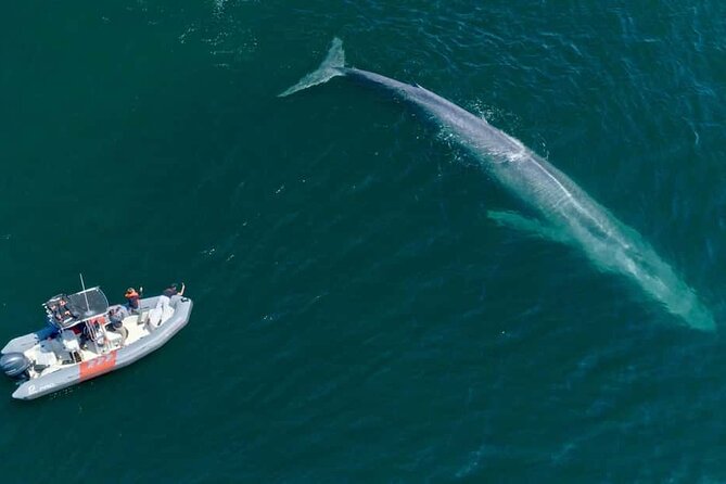 Whale and Dolphin Watching in San Diego Speedboat Tour - Is $199 a fair price?