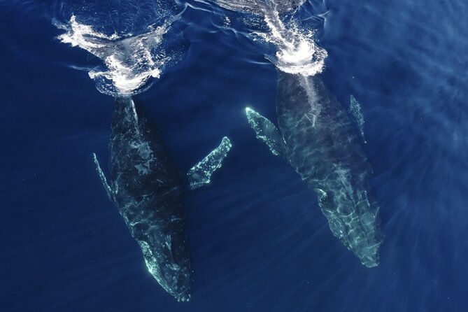 Whale and Dolphin Watching in San Diego Speedboat Tour - What to bring for a better three hours