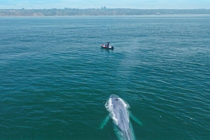 Whale and Dolphin Watching in San Diego Speedboat Tour - The main strengths, and the limits