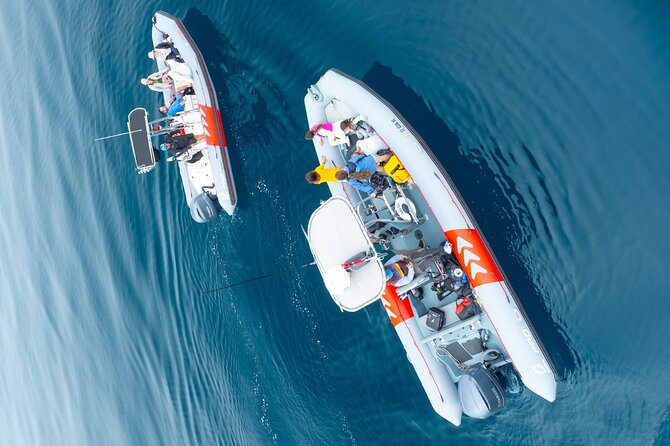 Whale and Dolphin Watching in San Diego Speedboat Tour - Who should book this speedboat tour?