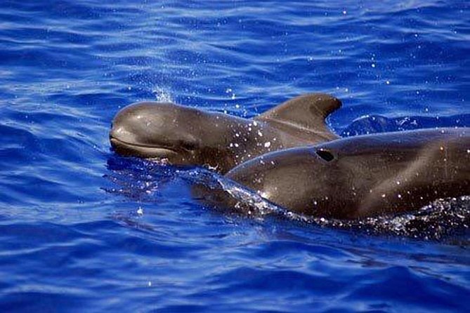 Whale and Dolphin Watching Sailing Boat with Drinks, Snacks and Swimming Time - A small boat in Tenerife’s whale-watching waters