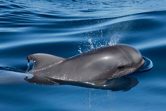 Whale and Dolphin Watching Sailing Boat with Drinks, Snacks and Swimming Time - What you actually get to eat and drink