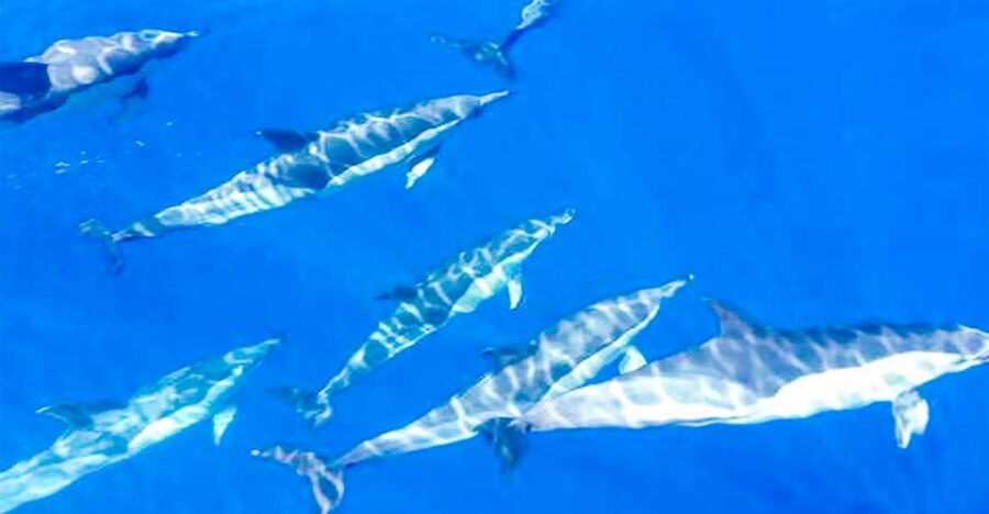Whale and Dolphin Watching Sailing Tour – Los Gigantes (3H) - Key points to know before booking
