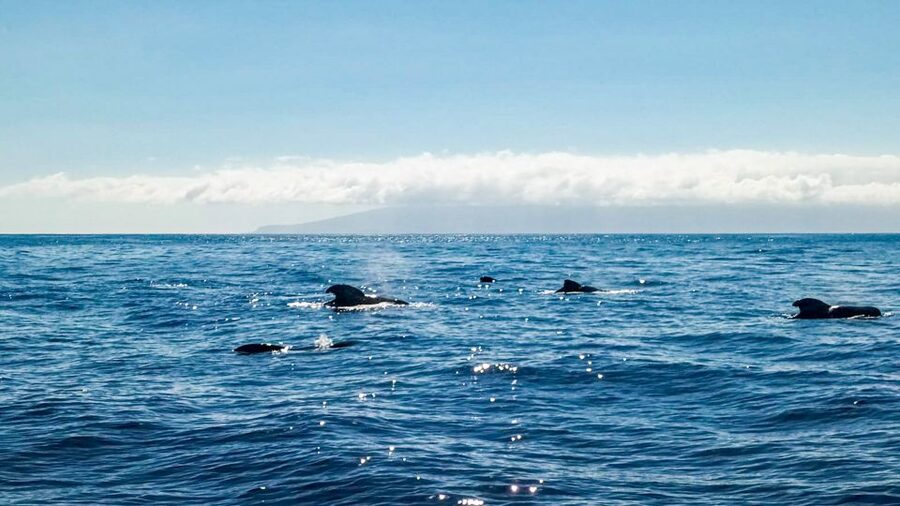 Whale and Dolphin Watching Sailing Tour – Los Gigantes (3H) - Should you book the Los Gigantes whale tour?