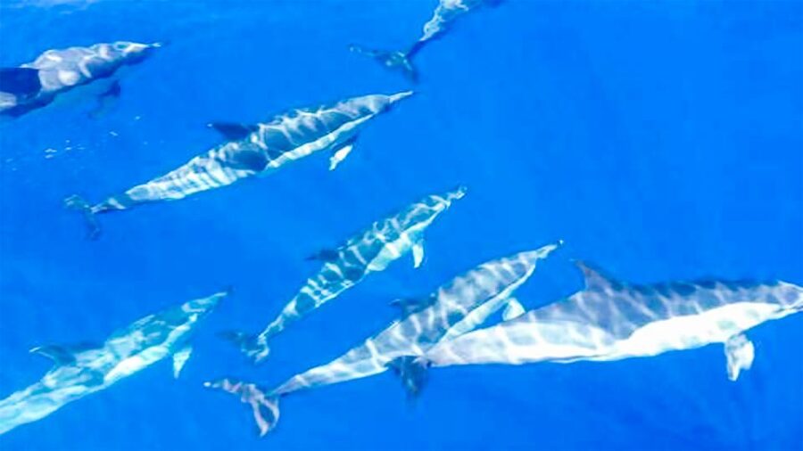 Whale and Dolphin Watching Sailing Tour – Los Gigantes (3H) - Sailing from Los Gigantes on El Mojo Picón